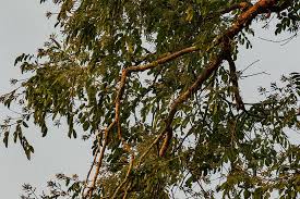 Image result for Xanthocercis zambesiaca