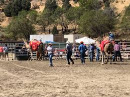Driving from south lake tahoe to virginia city 2 replies. Virginia City Nv On Twitter Just A Typical Weekend In Virginia City Not It S The 59th Annual International Camel Ostrich Races Shhh There S Zebras Too Vccamelraces Onlyinvc Https T Co X46yefatth