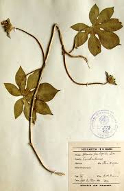 Image result for Ipomoea pes-tigridis