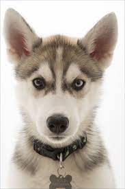 I Want Snow Siberian Husky Cute Dogs Breeds Husky