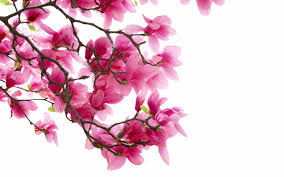 We did not find results for: Pink Magnolia Flowers Macbook Air Wallpaper Download Allmacwallpaper