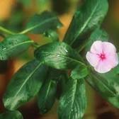 Image result for Anticancer herbs shrubs