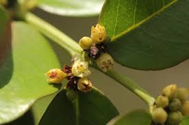 Image result for Scutia