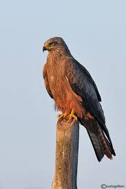 Birds Of Prey Cape Cod The Brahminy Kite Haliastur Indus Is A Medium Sized Bird Of Prey They Are Found In The Indian Subcontinent Southeast Asia And Aus Bird Birds Of Prey Prey
