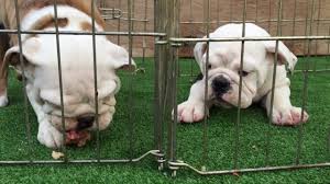 kona and lua the english bulldog puppies eat a raw chicken breakfast