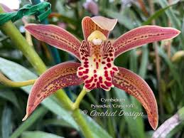 Image result for Cycnium recurvum