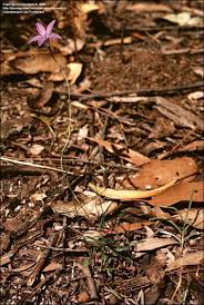 Image result for Wahlenbergia flexuosa