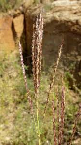 Image result for Ischaemum