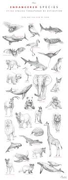 Endangered Species Endangered Species Art Whale Drawing Animal Drawings