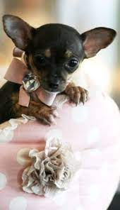 Charlene The Chihuahua Puppy For Sale Perros En Adopcion Perros Mascotas