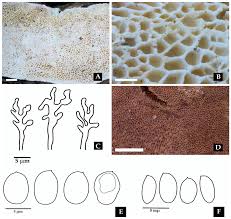 Image result for Indigofera subargentea