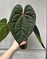 Image result for Sonchus luxurians