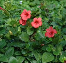 Image result for Barleria