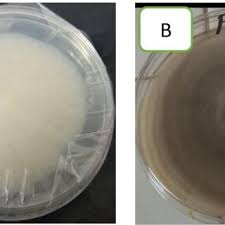 Image result for Disperis thomensis