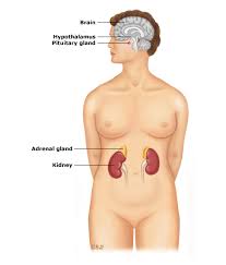 Adrenal insufficiency leads to a reduction in the output of adrenal hormones, ie glucocorticoids and/or mineralocorticoids. Patient Education Adrenal Insufficiency Addison S Disease Beyond The Basics Uptodate