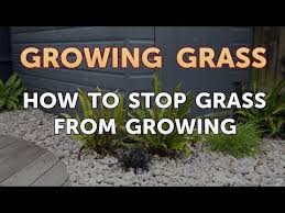 By knowing how your lawn spreads, you're now able to take the proper steps to prevent it from becoming a weed. How To Stop Grass From Growing Youtube