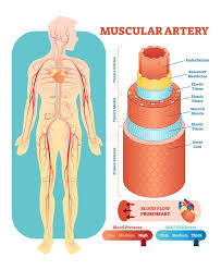 Very small branches that collect the blood from the various organs and parts are called venules, and they unite to form veins, which return the blood to the heart. Human Circulatory System Vector Illustration Diagram Blood Vessels Scheme Stock Vector Illustration Of Circulation Human 108512851