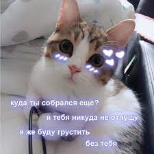 fotografii na stene soobshestva vkontakte smeshnye memy veselye memy koshachi memy