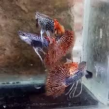 Best Tank Mates For Guppies Video Video Guppy Fish Tropical Fish Tanks Guppy