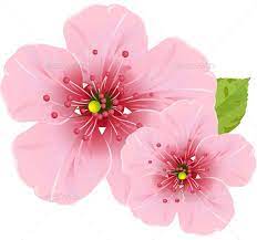 Cherry Blossom Flowers Cherry Flower Blossom Flower Cherry Blossom Flowers