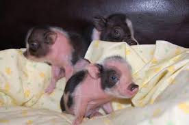 And with the selection of giant games on offer on ebay, now there is even more reason to have fun with board games.your board and traditional games can be exemplified to another level and the fun increased with sweet jumbo games from ebay. Pot Belly Pigs Pets And Animals For Sale Florida