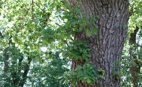 Gartenrecht Schattenwurf Von Baumen Mein Schoner Garten