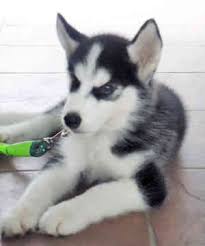 Find the perfect siberian husky puppy for sale in virginia, va at puppyfind.com. Siberian Husky Quotes Quotesgram