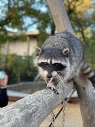 Mischief the Raccoon has...