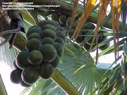 Image result for Borassus aethiopum