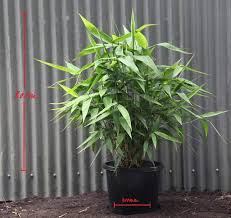 Bamboo pillows with memory foam fill may either be solid or shredded. Tiger Grass Seeds Thysanolaena Maxima Looks Like Bamboo Rare Perennial Ornamental Grass Caribbeangardenseed