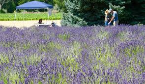 Check spelling or type a new query. How To Start A Lavender Farm Hobby Farms