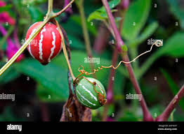 Image result for Diplocyclos