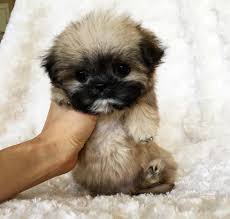 We did not find results for: Teddy Bear Teacup Teddy Bear Pomeranian Dog Novocom Top