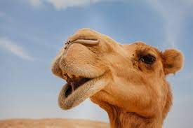 I want to show you, show you that good life baby. 25 Best Camel Jokes For Kids By Kidadl
