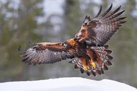 The Golden Eagle Is The Largest Predatory Bird In North America From Reddit The Front Page Of The Internet Eagle In Flight Animals Birds In Flight