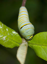 We did not find results for: Zebra Swallowtail Alabama Butterfly Atlas