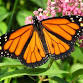 Monarch Festival
