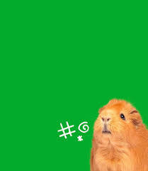 Check spelling or type a new query. Guinea Pig Supplies Food Hutches Toys Pets At Home