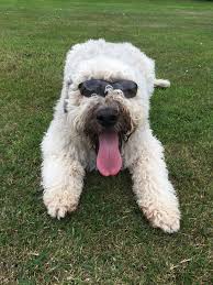 Le bouvier est un type de chien regroupant plusieurs races. Pin By Ritab 1 On Blonde Bouvier Family Pet Bouviers Des Flandres Pets