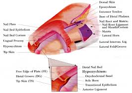 Ll photo> gallery nail structure diagram. Http Www Clubortho Fr Cariboost Files Ongles 20anatomy 20physiology 20nail Pdf
