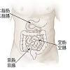 There are 12 pairs of ribs and they attach to the spine. 1