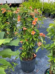 Image result for Bignonia capreolata