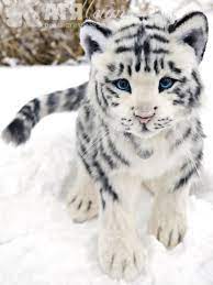 For Example For Order Medium White Tiger Handmade Etsy Pet Tiger Cute Baby Animals Baby Animals Pictures