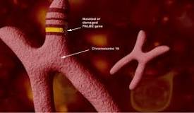 Image result for if you have breast cancer and are found to have palb2 mutation what should be the treatment