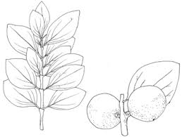 Image result for Strychnos innocua