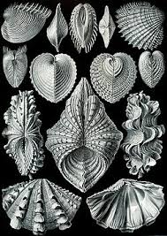 Seorang teknisi terlatih akan menyiapkan inti mutiara yang biasanya bulat dan berasal dari cangkang kerang lain dan potongan mantel atau disebut juga saibo yang diambil dari kerang mutiara lain. Bivalvia Wikipedia Bahasa Indonesia Ensiklopedia Bebas