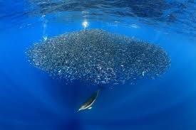 L'8 giugno, solo tre giorni dopo la giornata mondiale dell'ambiente, si celebra quella degli oceani, istituita nel 1992 con la conferenza di rio de janeiro. 8 Giugno World Ocean Day Giornata Mondiale Dell Oceano La Gente Che Piace