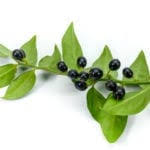 Check spelling or type a new query. Hydrogen Peroxide For Plants How To Use Hydrogen Peroxide In The Garden