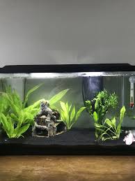 Finding The Best Betta Fish Food For Your Betta Fish Betta Fish Care Betta Care Finding Fish Food A In 2020 Axolotl Tank Fish Tank Themes Fresh Water Fish Tank