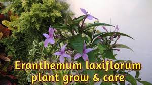 Image result for Eranthemum laxiflorum